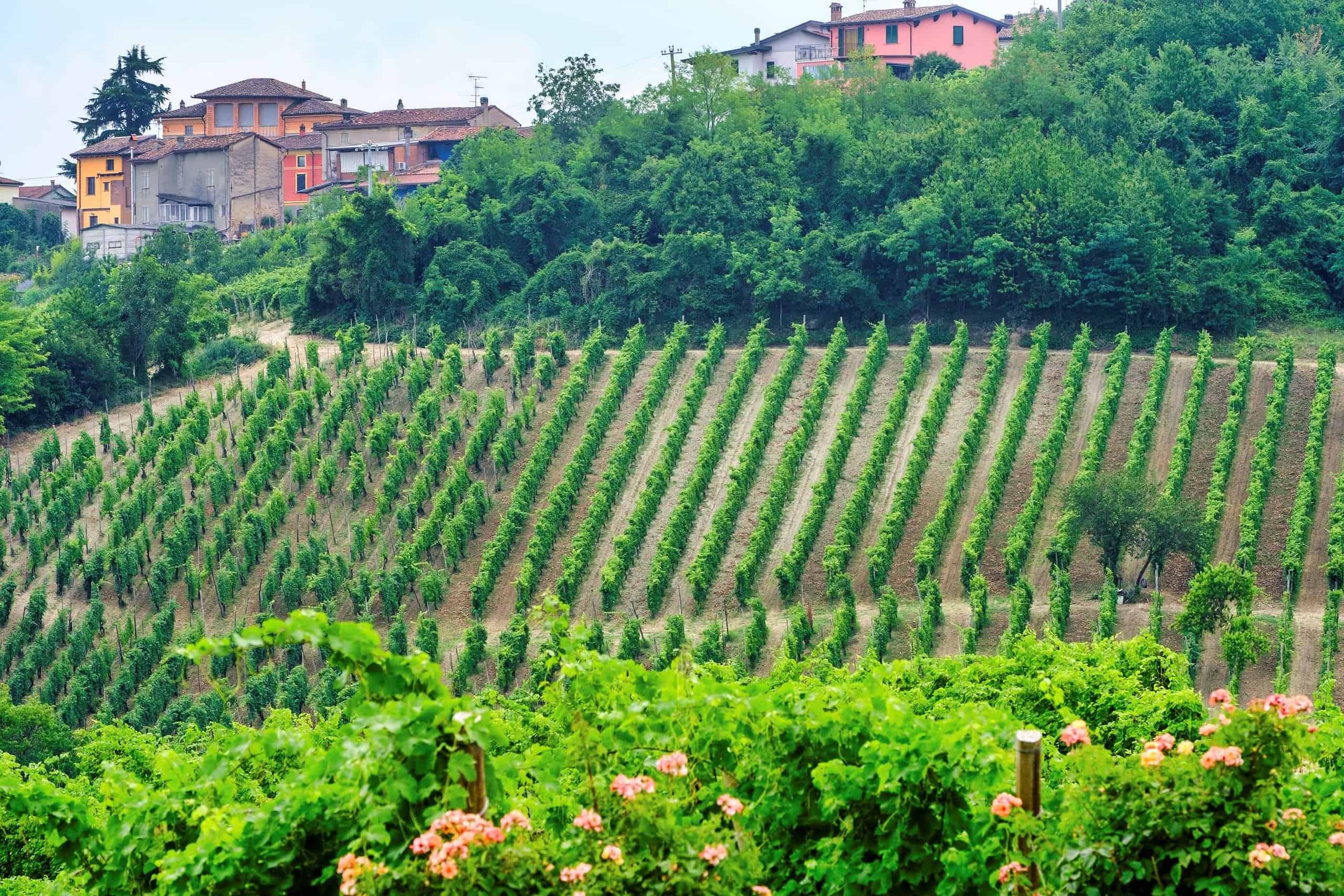 Celebre Sua Herança: Da Agricultura Italiana às Tradições Culturais Velloso Cidadania